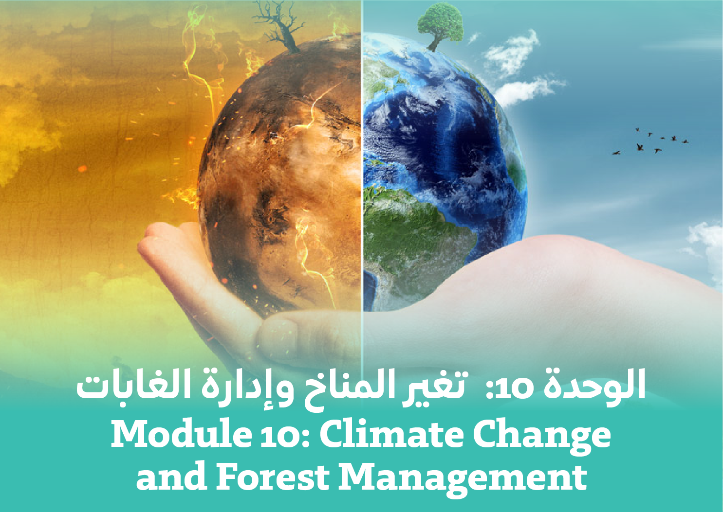 Module 10: Climate Change and Forest Management